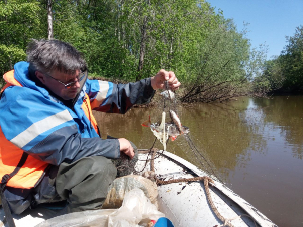 Специалисты Пермского филиала ВНИРО завершили наблюдения за нерестом рыб в 2025 году